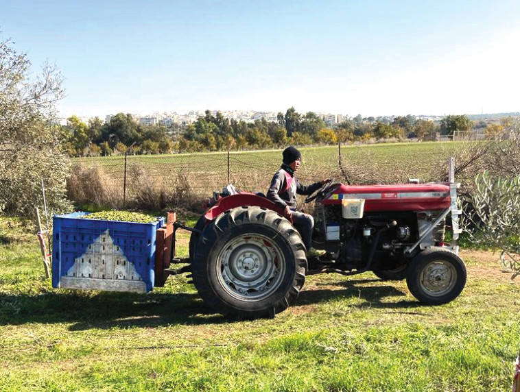 יריד שמן הזית ברמת הנדיב 