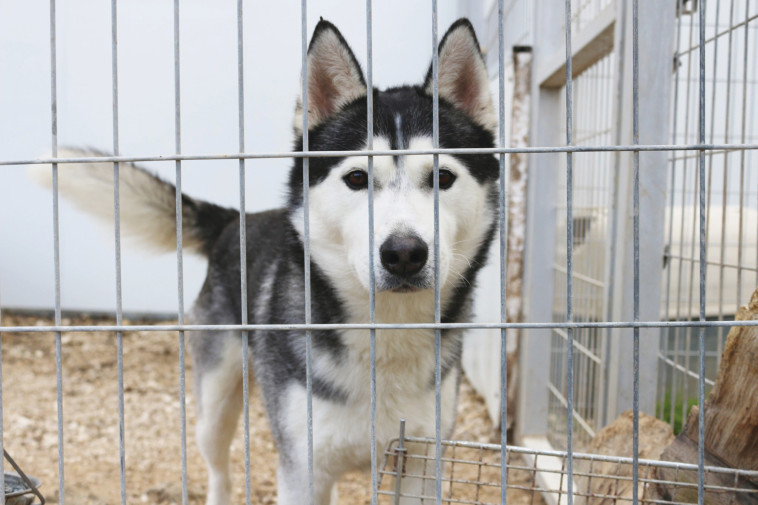 עמותת תנו לחיות לחיות 