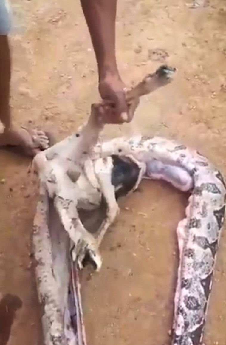 רגליה של החיה הציצו מתוך בטנו של הנחש