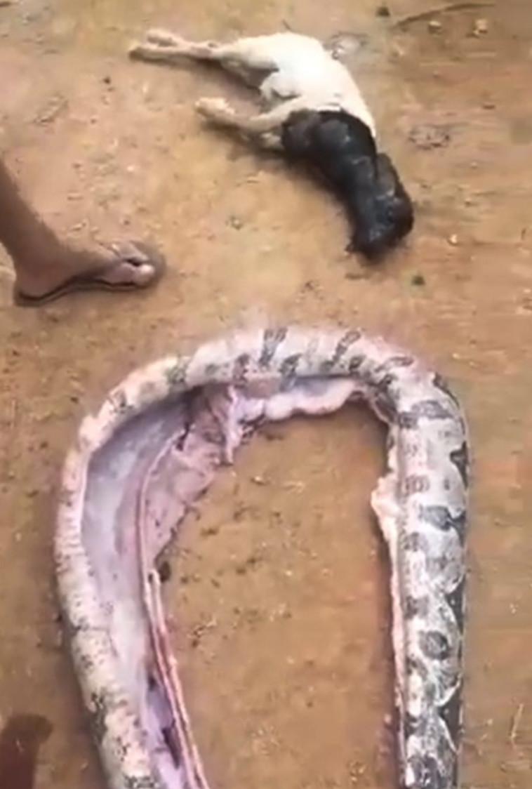 העז האומללה לאחר שהוצאה מבטנו של הנחש (צילום: מתוך פייסבוק)