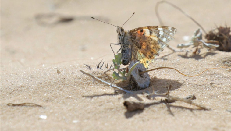 נימפית החורש (צילום: עמיר בלבן, החברה להגנת הטבע)