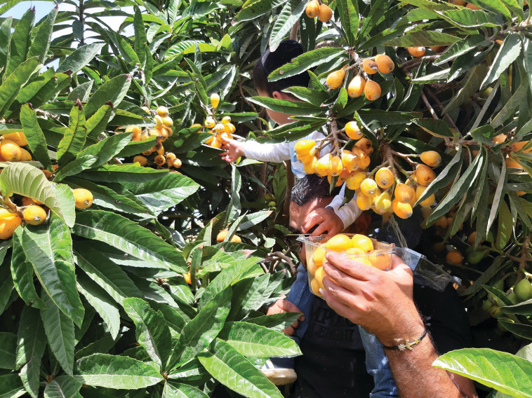 קטיפת שסק (צילום: באדיבות מבוך מרים)