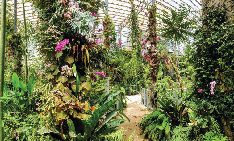 החממה הטרופית בגן הבוטני
