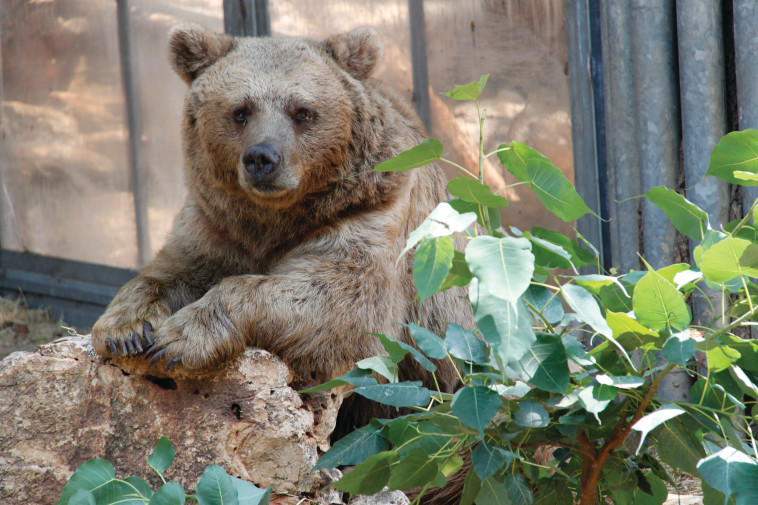 חיות שטח - דוב חום סורי