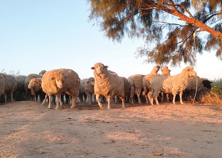 משקים פתוחים - כבשים בכמהין, פתחת ניצנה (צילום: לירן אלמוסנינו)