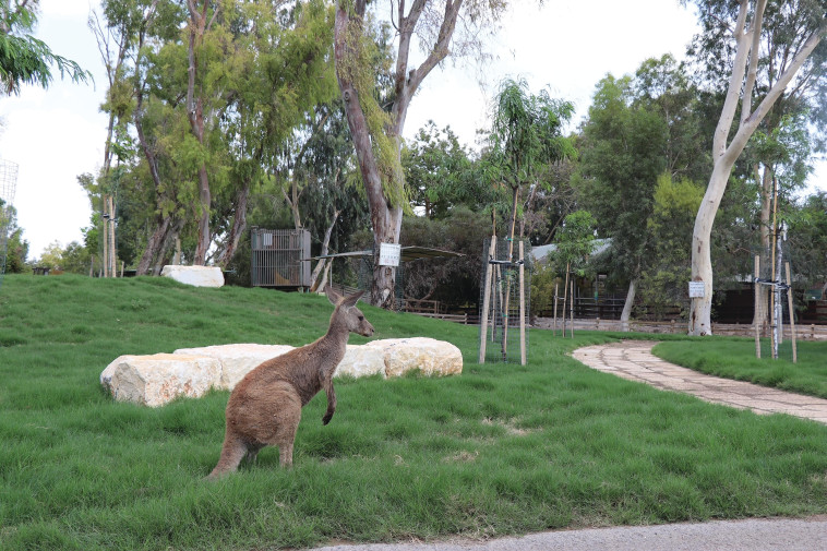 פסטיבל אוסטרליה