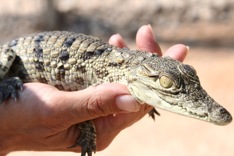 קרוקולוקו- חוות תנינים