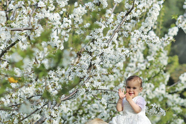 חוות הסוס והדובדבן 