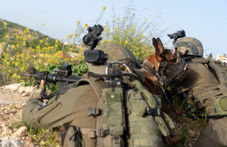 פעילות הכוחות