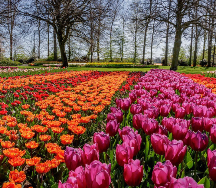 פארק Keukenhof בהולנד