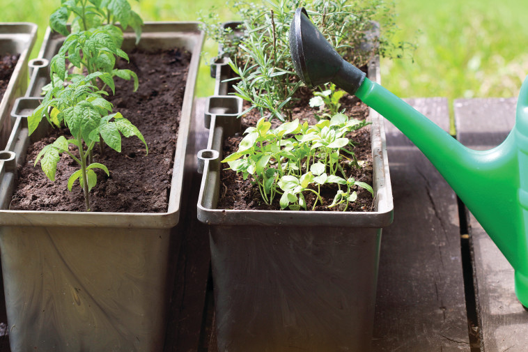 אדניות תבלינים