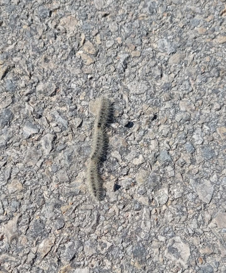 תהלוכן האורן