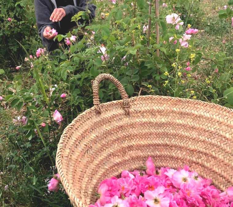 קטיף ורדים עין זיוון (צילום: חוות שדה עין זיוון)