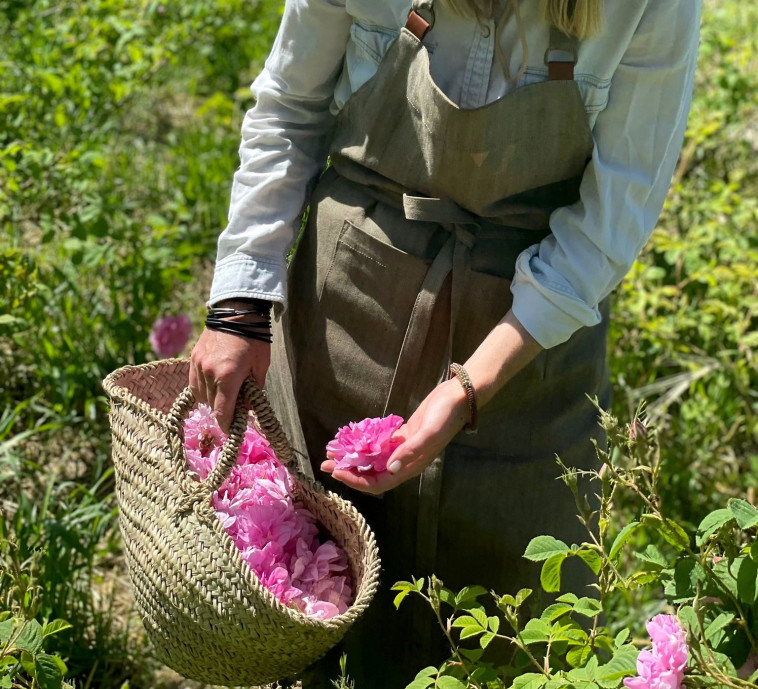 ורד דמשקאי בעין זיוון (צילום: חוות שדה לבנדר)
