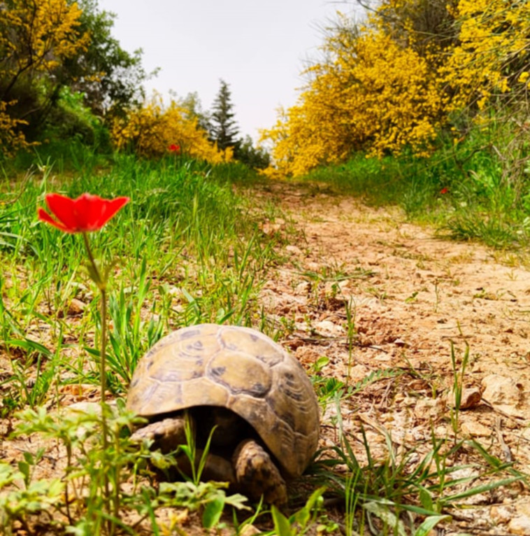 מסלול בעקבות יאנוש קורצ'אק