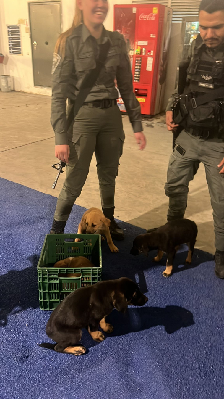 חילוץ הכלבים סמוך לירושלים