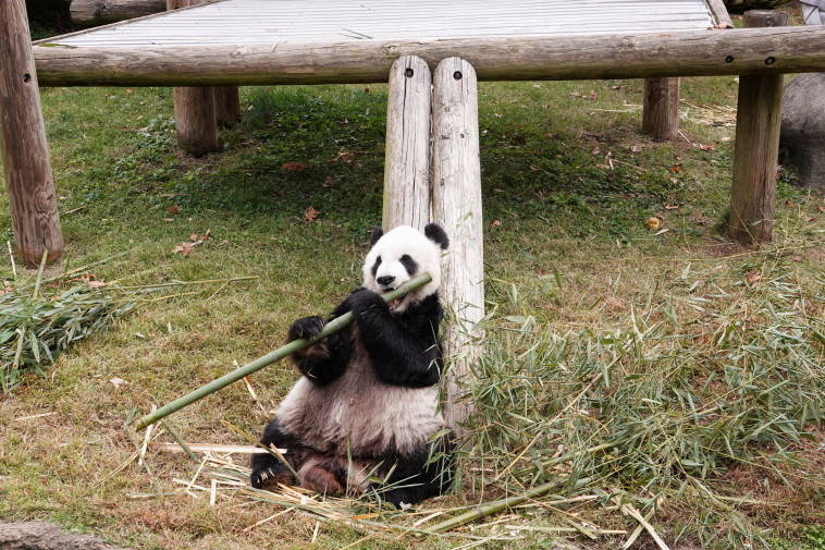 לה לה הפנדה בגן החיות בטנסי (צילום: רויטרס)