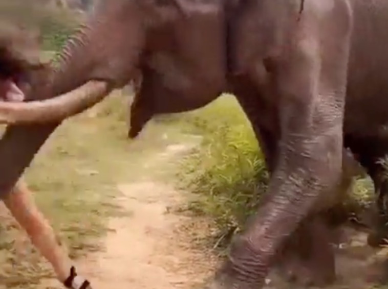 התגרתה בפיל והותקפה על ידו (צילום: צילום מתוך טוויטר)
