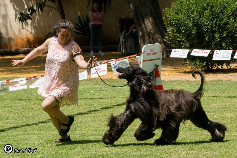 תערוכת הכלבים הבינלאומית של ההתאחדות לכלבנות