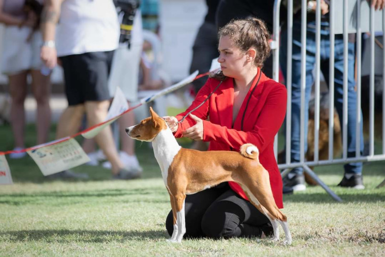 תערוכת הכלבים הבינלאומית של ההתאחדות לכלבנות