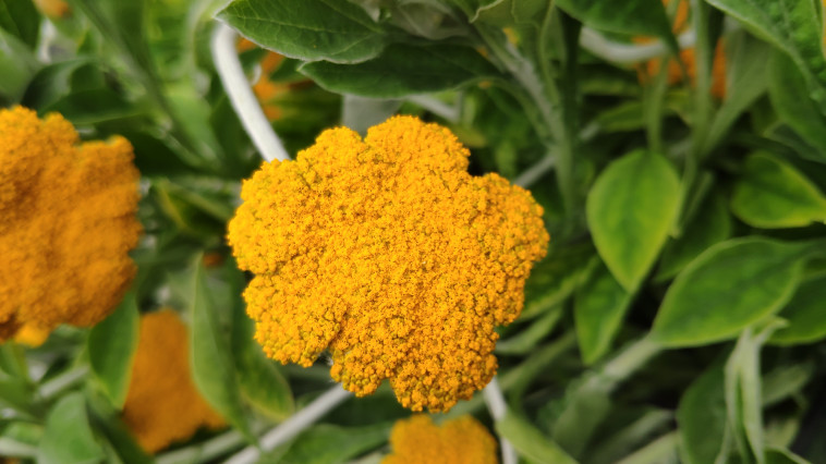 ''מטריה צמרירית'' 