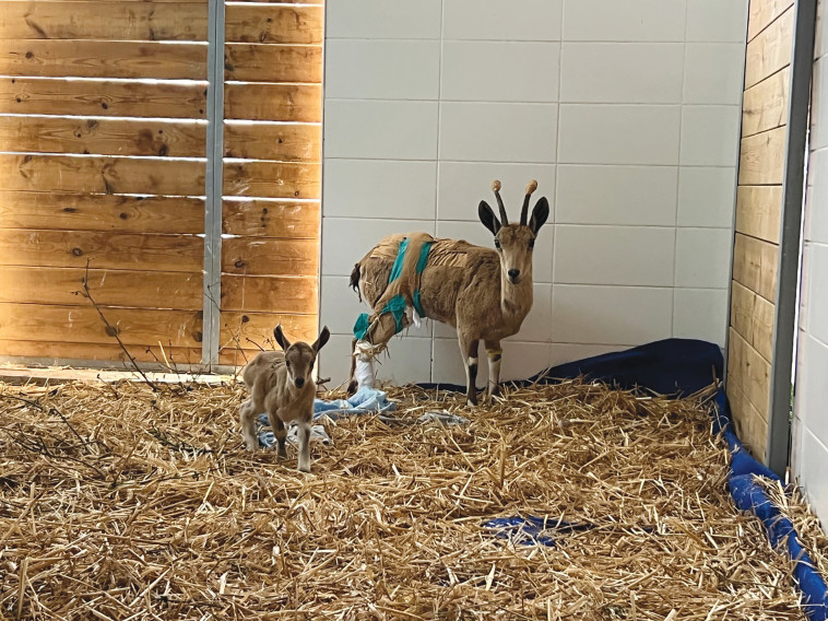 הגדיים המתוקים עברו אל גן החיות התנ''כי בירושלים