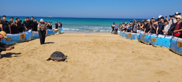 השחרור המרגש בחזרה לים