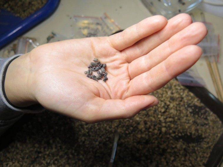 גלעיני יין קדומים מאתר החפירות בשבטה