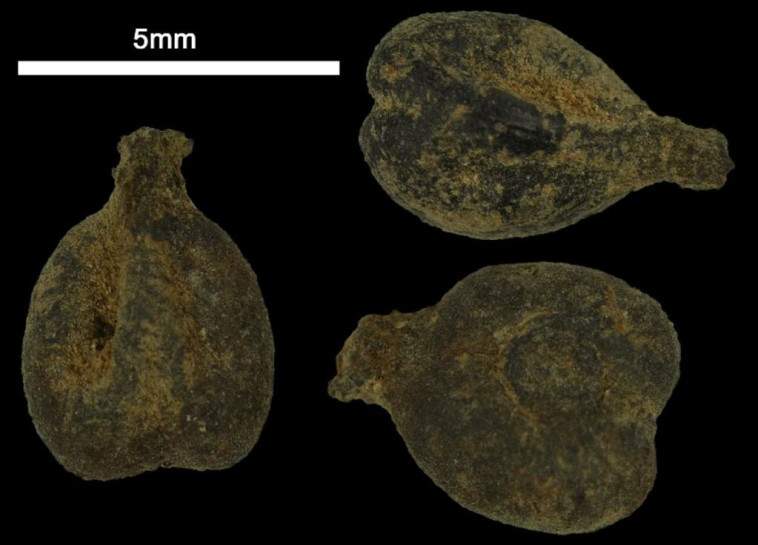 גלעיני ענבי יין קדומים תחת מיקרוסקופ מאתר החפירות בעבדת