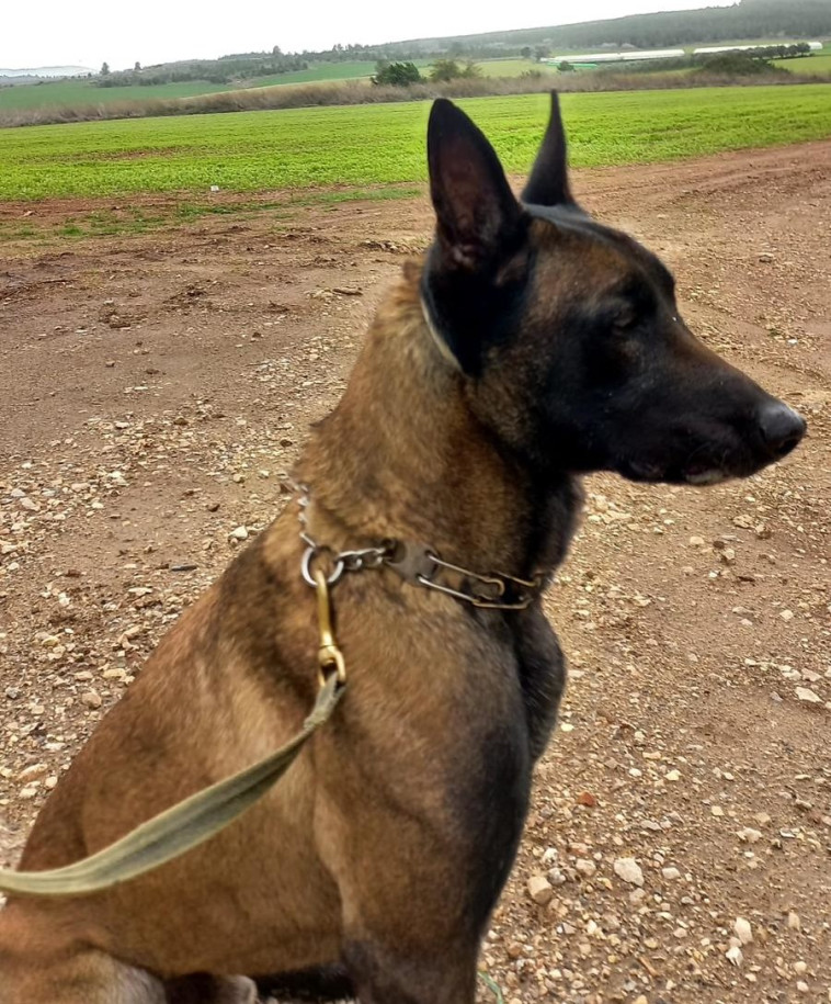 כלב הימ''מ ״ג׳אנגו״ (צילום: דוברות המשטרה)
