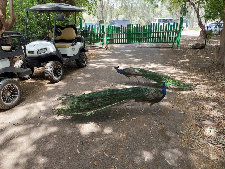 אתר אבו קיאק