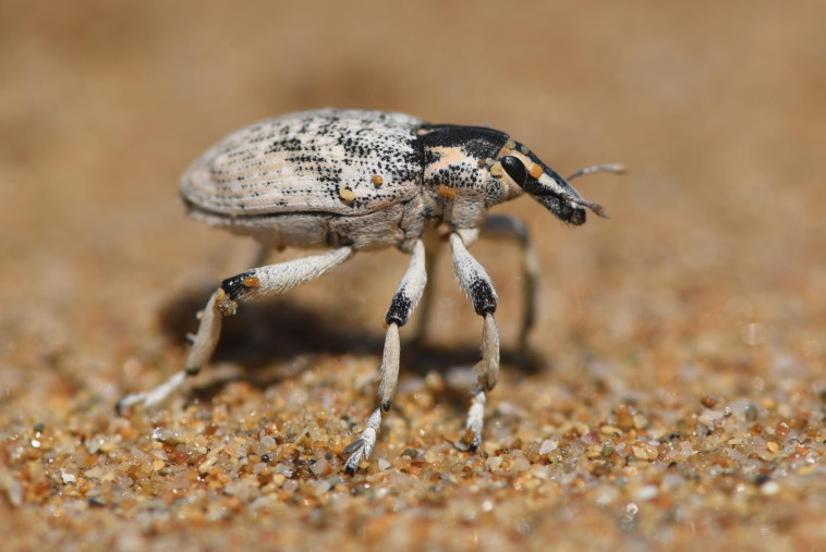 החרק המסתורי שהציף את חופי ישראל
