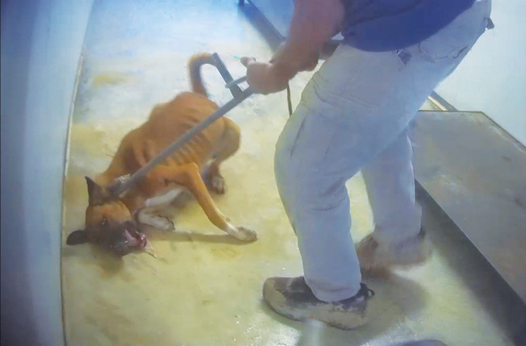 התעללות בבעלי חיים