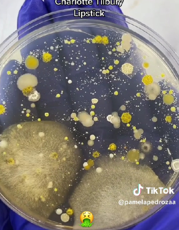 גידולי חיידקים מבחילים בטסטרים של איפור (צילום: מתוך טיקטוק)