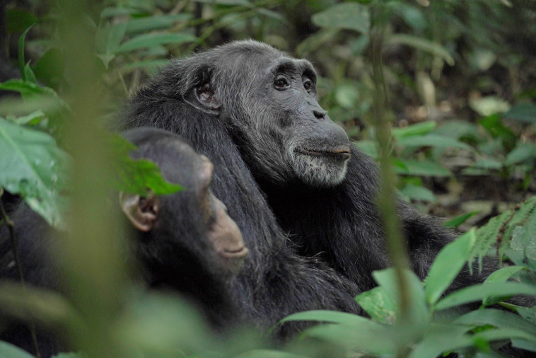 אימפריית השימפנזים (צילום: באדיבות נטפליקס)