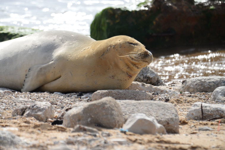 יוליה, כלבת הים הנזירית (צילום: גיא לויאן, פקח רשות הטבע והגנים)