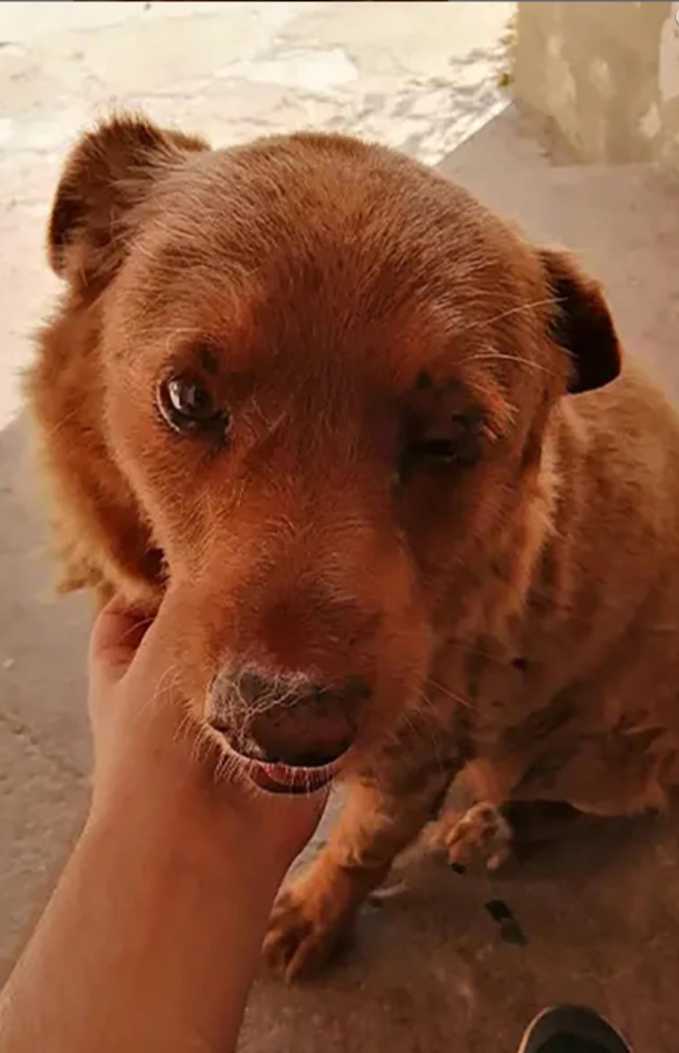 בובי, הכלב המבוגר ביותר בעולם (צילום: שיאי גינס)