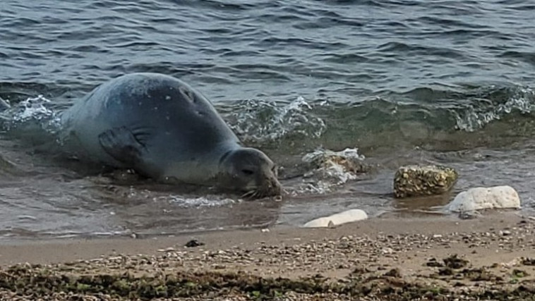 כלבת הים יוליה