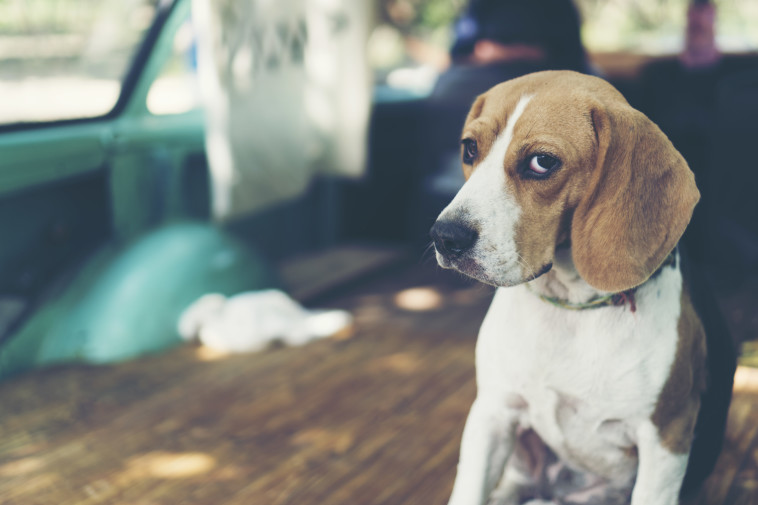 נתפס נוהג בשכרות וניסה להאשים את הכלב, אילוסטרציה