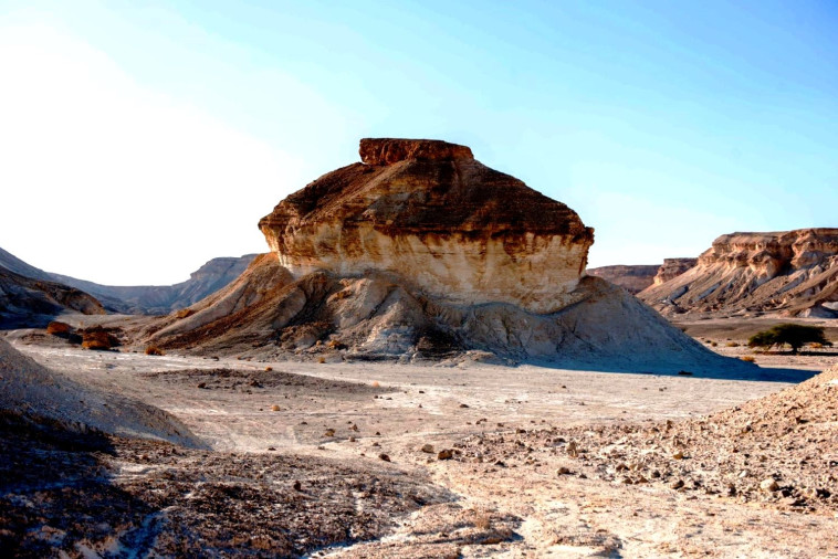 פטריית הבורג