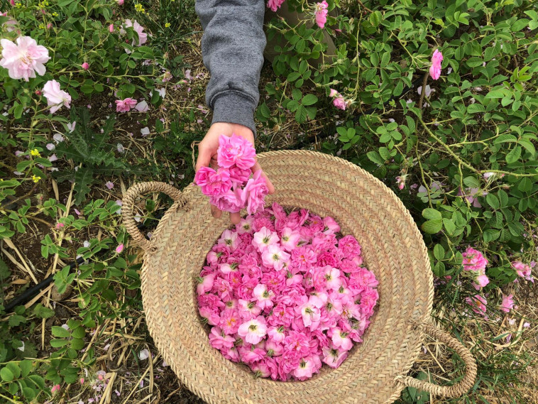 ורד דמשקאי בחוות שדה לבנדר