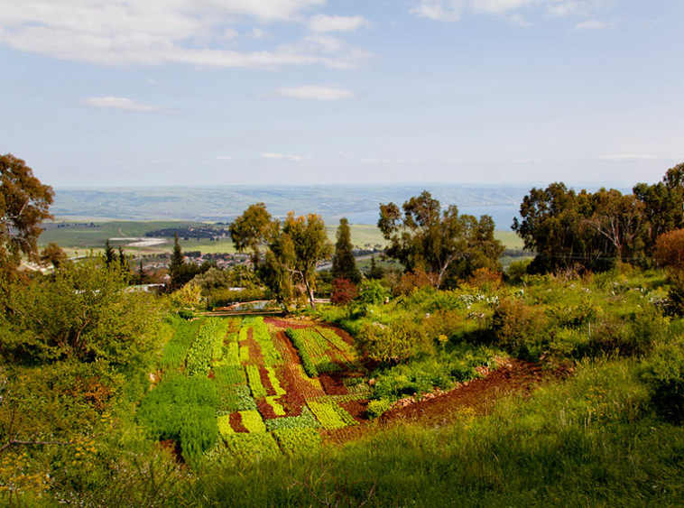 החווה האורגנית במצפה הימים