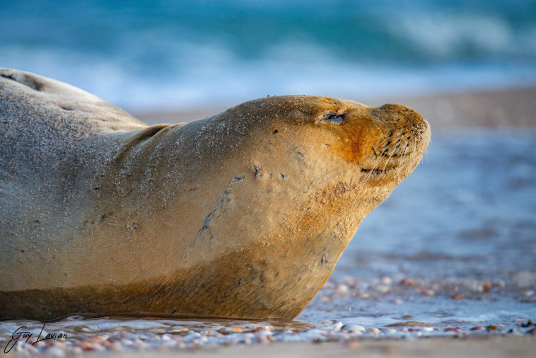 כלבת הים יוליה (צילום: גיא לויאן, רשות הטבע והגנים)