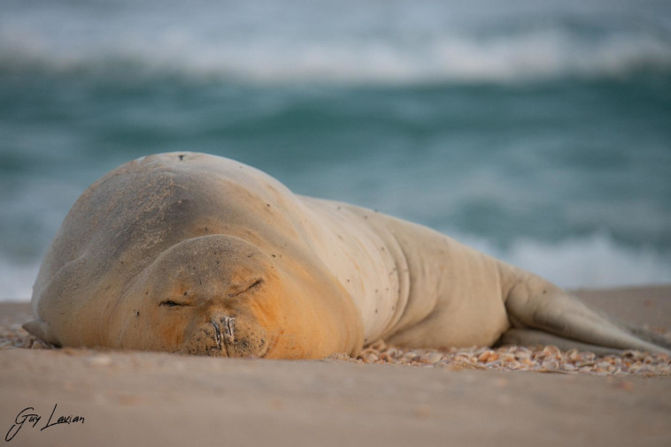 כלבת הים יוליה