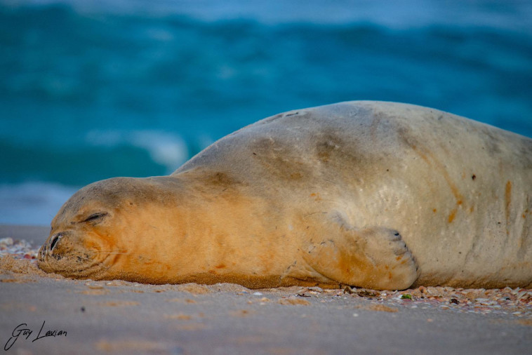 כלבת הים יוליה (צילום: גיא לויאן, רשות הטבע והגנים)