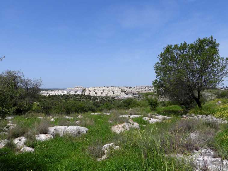 מודיעין (צילום: דב גרינבלט, החברה להגנת הטבע)