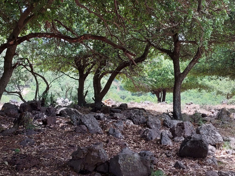 יער הג'ובה הגדולה  (צילום: אמה גולינקר)