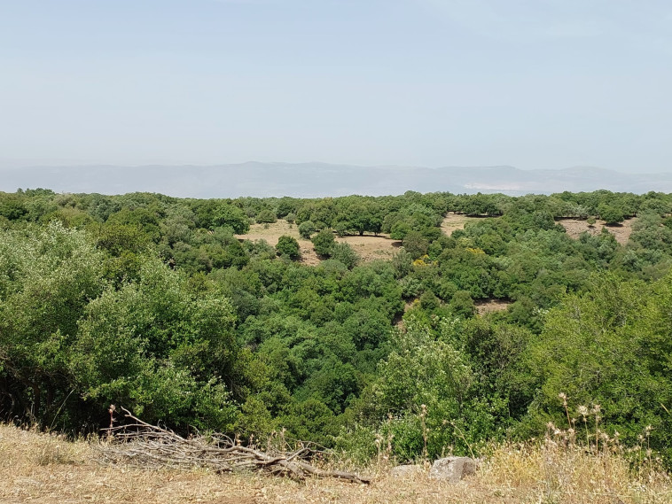 תצפית לג'ובה הגדולה  (צילום: אמה גולינקר)