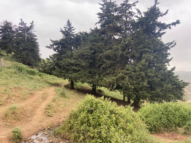 הדרך למעיין בעין חרמון 