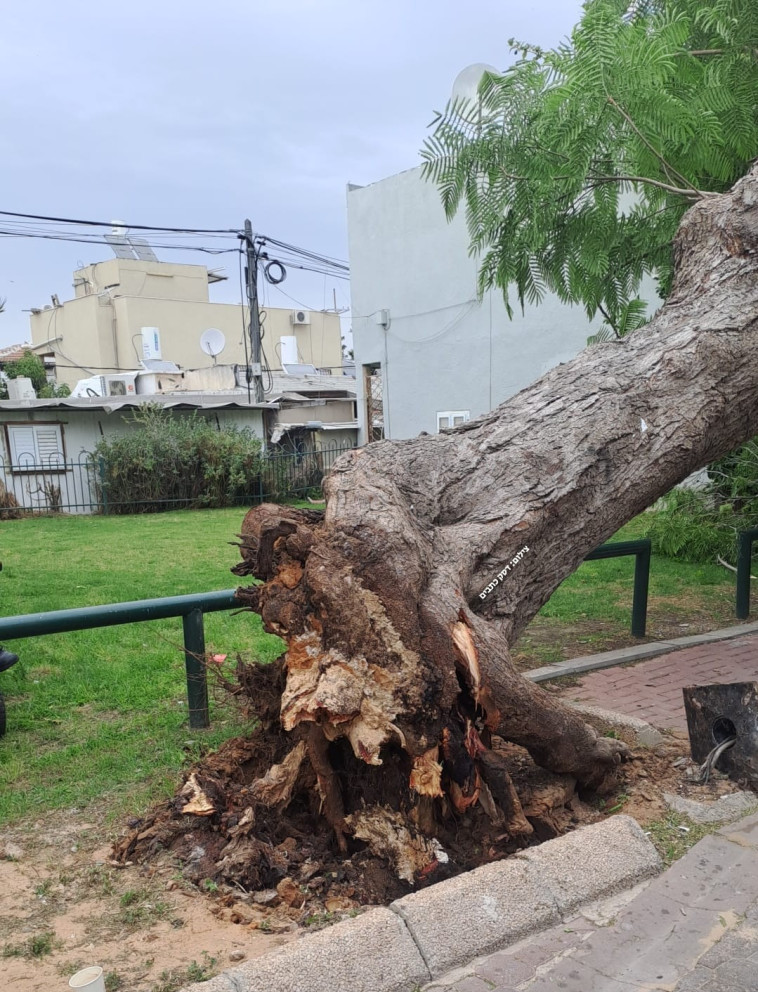 עץ קרס בתל אביב